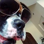 Profile Picture of Peter Flax (@peteabroad) on Instagram