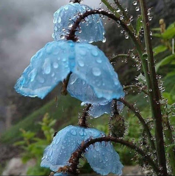 Profile Picture of Christine Bergdoll (@c_bergdoll) on Poshmark