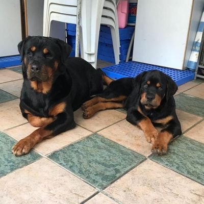 Profile Picture of Andy Yeung (@AndyYeu92863002) on Twitter