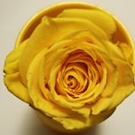 Profile Picture of Jerry wolfmartz (@wolf.martz) on Instagram
