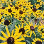 Profile Picture of Carolyn Reese (@carolyn.reese1) on Instagram