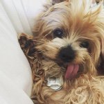 Profile Picture of Harry (@harold_dean_theyorkie) on Instagram