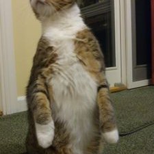 Profile Picture of Jared Meyers (@llub888) on Twitter