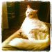 Profile Picture of mandy whalen (@leoandchong) on Pinterest