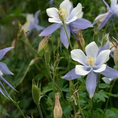 Profile Picture of Nancy Pettibone (@nrp1288) on Twitter