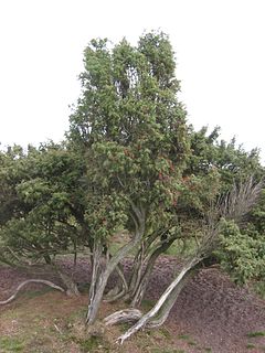 Profile Picture of Juniperus communison Wikipedia