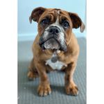 Profile Picture of Ruby Harrison-Teague (@rubytheauzziebulldog) on Instagram