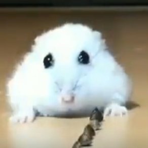 Profile Picture of Regareg (@blake__denham) on Twitter