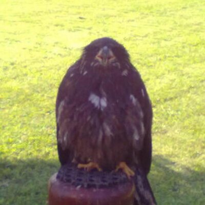 Profile Picture of Andreas Reimann (@Reimann_Munster) on Twitter