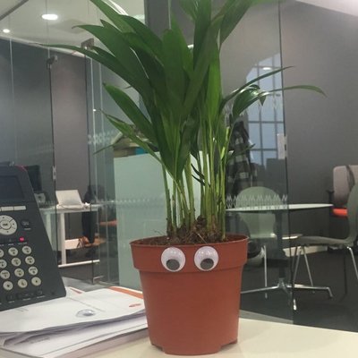 Profile Picture of Brian The Plant (@Brian_ThePlant) on Twitter