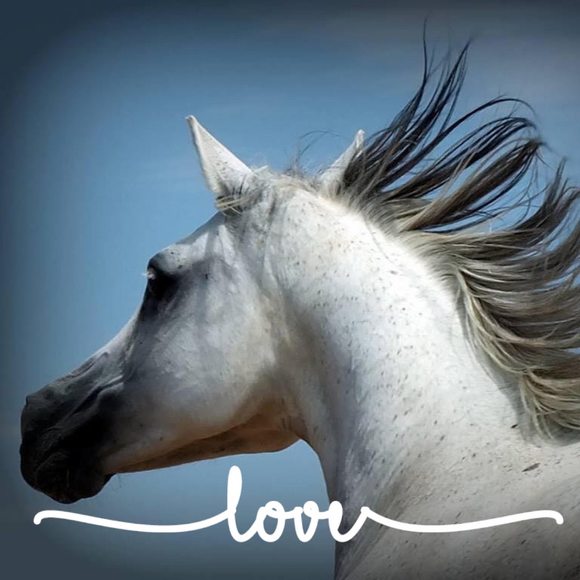 Profile Picture of Celinda anne Levno (@levnomusic) on Poshmark