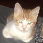 Profile Picture of Homo Estas? (@adam_yeung) on Instagram