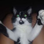 Profile Picture of 🐱❤cyndi parker❤🐱 (@cyndimiauu) on Instagram