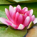 Profile Picture of Lien Nguyen (@lientvcl) on Flickr