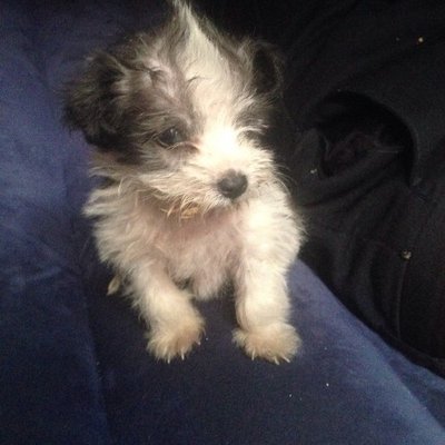 Profile Picture of MARTIN CECILIO LOMAS (@2014_pinki) on Twitter