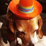 Profile Picture of Lyla (@robert.jensen.31521301) on Instagram