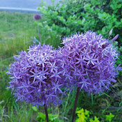 Profile Picture of Rosa Cheng And Her Sons, Darwin And Daniel Li. (@rosacheng8284) on Youtube