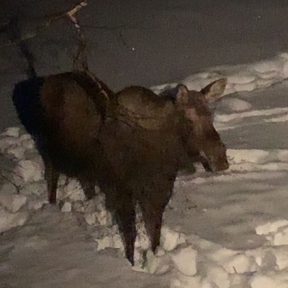 Profile Picture of Claire Beargie (@clrbeargie) on Poshmark