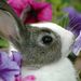 Profile Picture of Beth Lowitt (@belowitt) on Pinterest