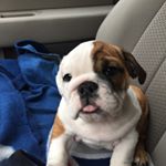 Profile Picture of Sherman_TheBulldog (@tonguetails) on Instagram