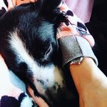 Profile Picture of Bob, Laddie & George 🐶🐕 (@dawgy_adventures) on Instagram