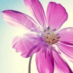 Lucy Lanning - Instagram Profile Picture of Lucy Lanning (@lucy_lanning) on Instagram