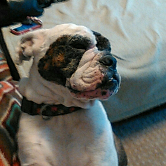 Profile Picture of Terri Macaroy (@terrijojojo) on Poshmark