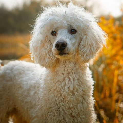 Profile Picture of Michael Dinis (@michaeldinis4) on Tiktok