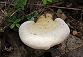 Profile Picture of Ganoderma curtisiion Wikipedia