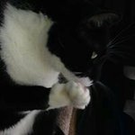 Profile Picture of Cindy Luongo (@facers666) on Instagram