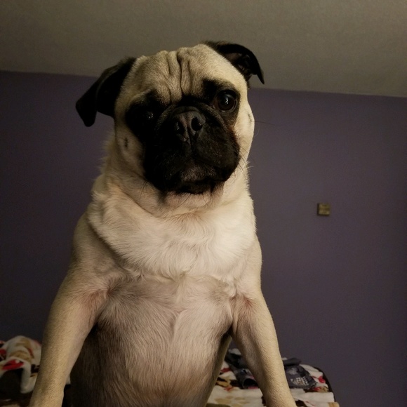 Profile Picture of Dawn Drauss (@dawn_6568) on Poshmark