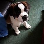 Profile Picture of Claire Chapman (@claire.chapman.311) on Instagram