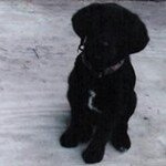 Profile Picture of Justin Strauss (@jstrauss4) on Instagram