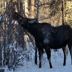 Profile Picture of Hanna and Larry Lichty (@hannaandlarrylichty) on Instagram