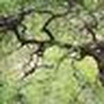 Profile Picture of Annabelle Agnew (@a dings) on Flickr