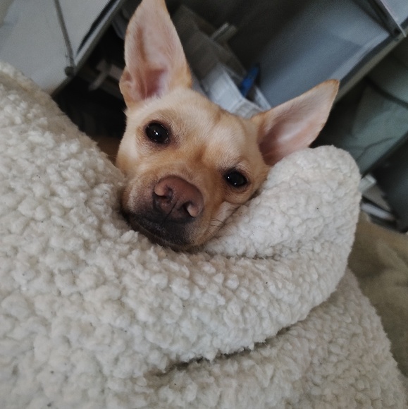 Profile Picture of Lisa Costarella (@lisacostarella) on Poshmark