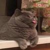 Profile Picture of Gryranger (@gryranger) on Tiktok
