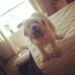 Profile Picture of 🎀Lola Roberts🎀 (@lola_the_minidoodle) on Instagram