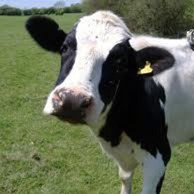 Profile Picture of Donna Stokes (@wingup) on Twitter