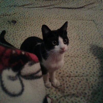 Profile Picture of Misael David Almeida (@MisaelDavidAlme) on Twitter