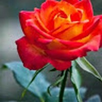 Profile Picture of Rose Graff (@rose-graff-3) on Quora