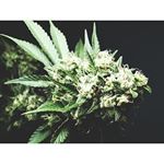 Profile Picture of tuquero (@tuquerito) on Instagram
