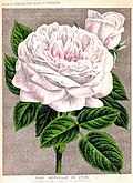Profile Picture of Jean Perneton Wikipedia