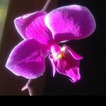 Profile Picture of Elizabeth D'Amico (@elizabethdamico8146) on Instagram