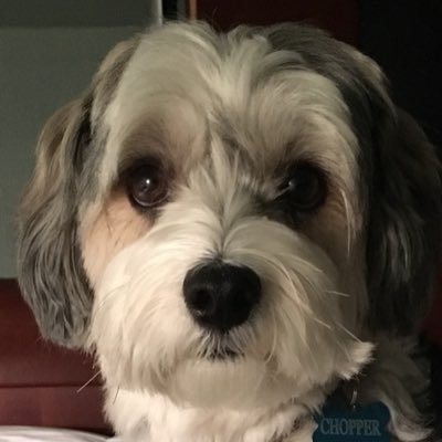 Profile Picture of Republican Chopper (@richard_oldaker) on Twitter