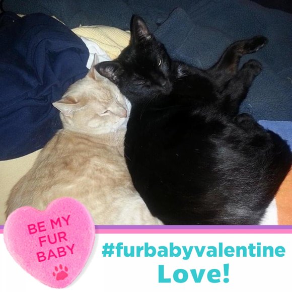 Profile Picture of Marsha Weinberg (@farshamaye) on Poshmark