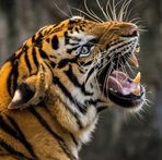 Profile Picture of Tigers Down (@Tigers-Down) on Facebook