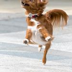 Profile Picture of Crystal Berumen (@pets_feature_mix) on Instagram