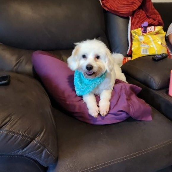 Profile Picture of Tina Holmes (@tinaholmes7384) on Poshmark