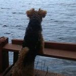 Profile Picture of David Malinowski (@terrier_walijski) on Instagram